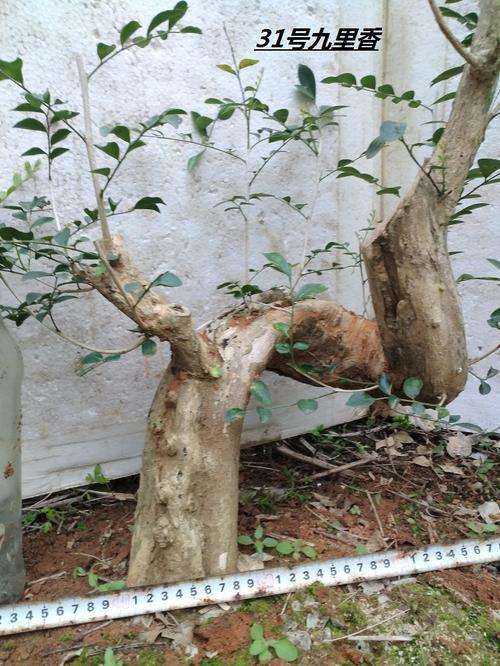 九里香下山桩已经发芽了 怎么样 图片
