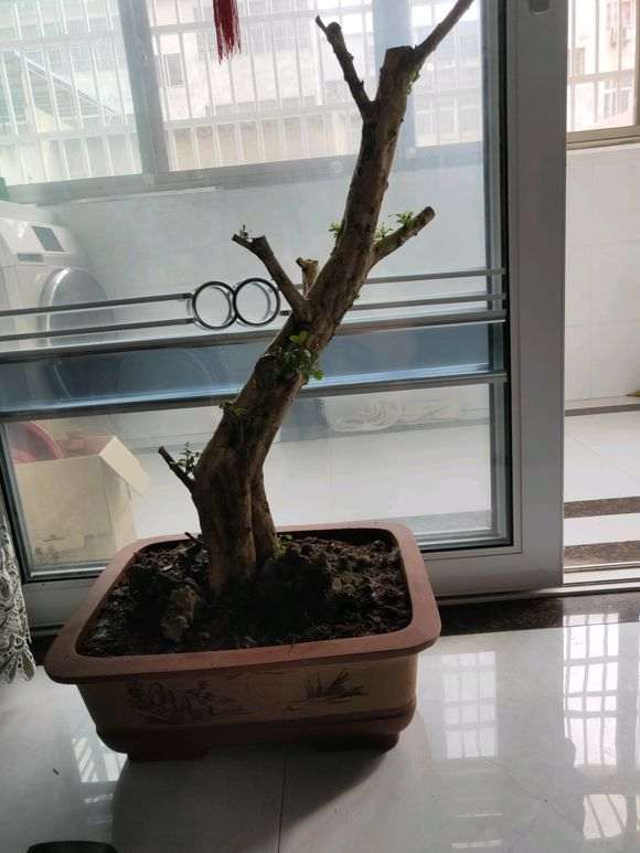 九里香下山桩已经发芽了 怎么样 图片