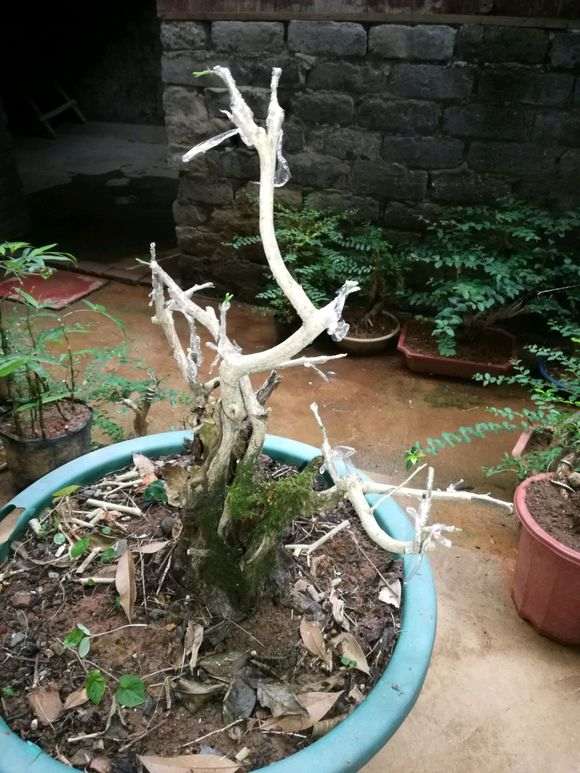 十里香嫁接九里香下山桩 怎么样 图片