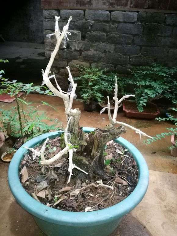 十里香嫁接九里香下山桩 怎么样 图片