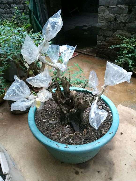 十里香嫁接九里香下山桩 怎么样 图片