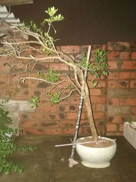 为什么九里香下山桩叶子要短小许多