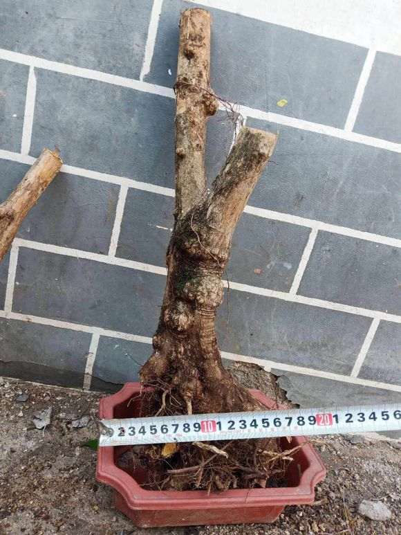 九里香下山桩怎么泡生根粉的方法 图片