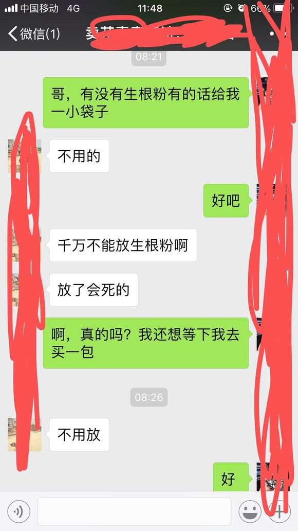 九里香下山桩怎么泡生根粉的方法 图片