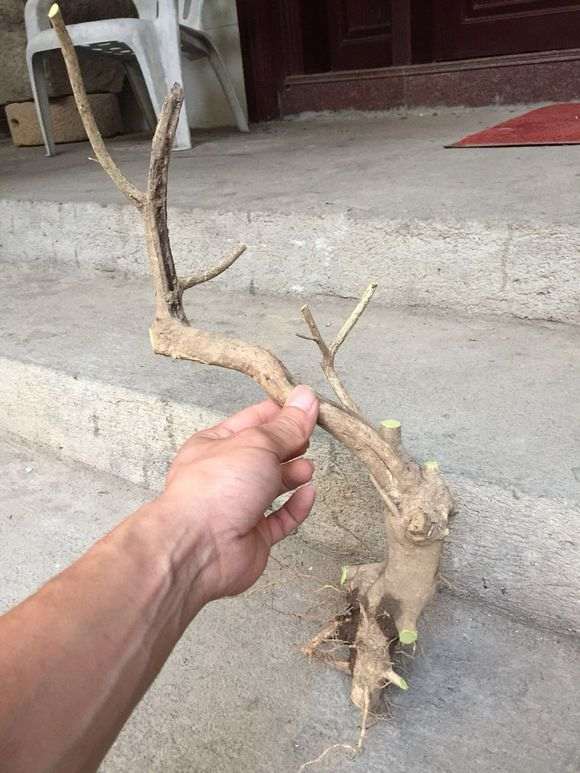 九里香下山桩怎么泡生根粉的方法 图片