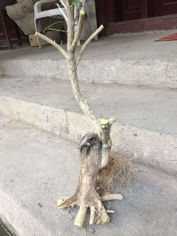 九里香下山桩怎么泡生根粉的方法 图片