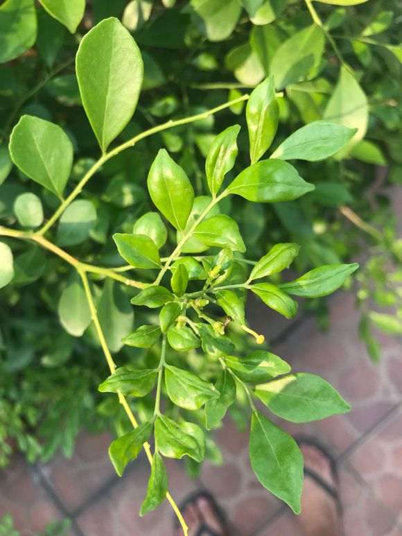 九里香下山桩的叶子 蚧壳虫 怎么办 图片