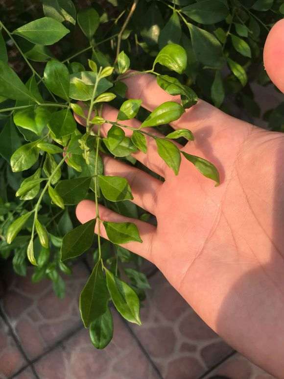 九里香下山桩的叶子 蚧壳虫 怎么办 图片