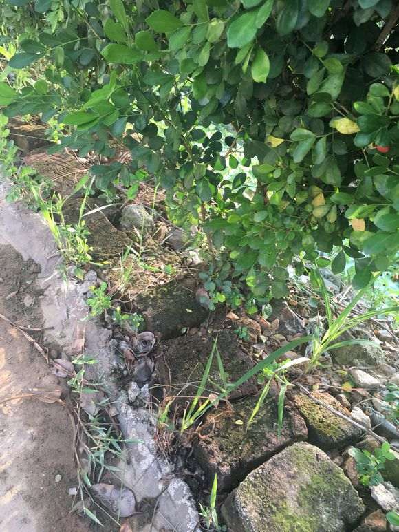 九里香下山桩的叶子 蚧壳虫 怎么办 图片