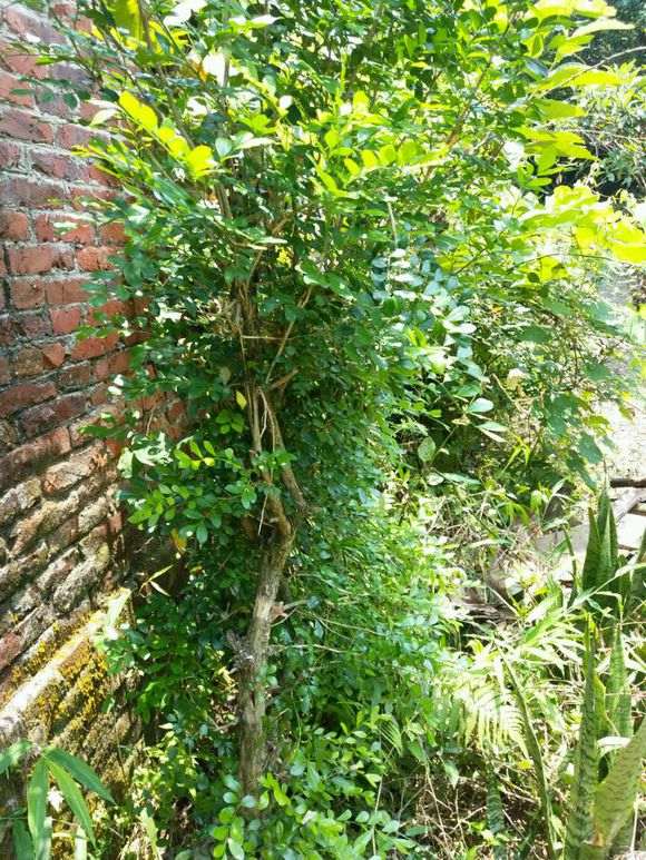 怎么高压九里香下山桩的5个方法 图片