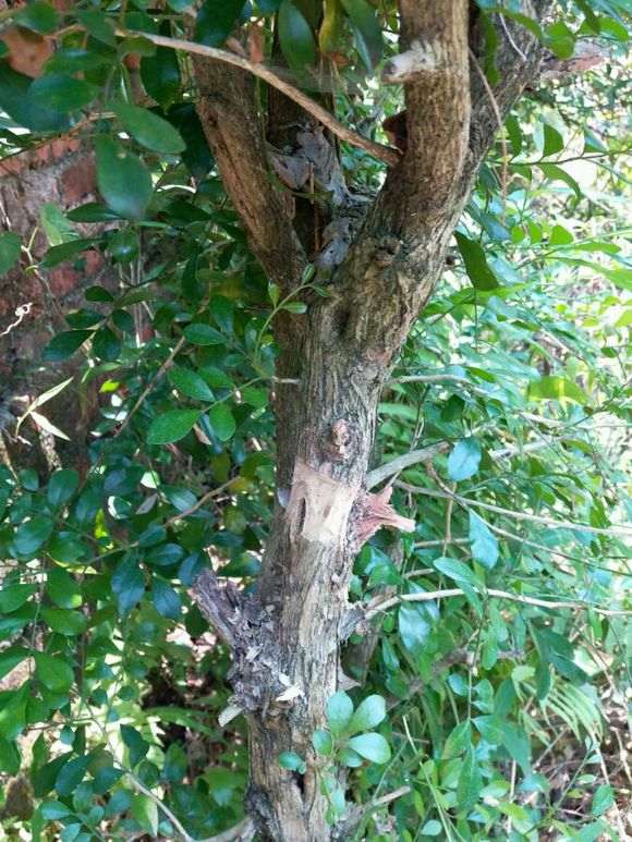 怎么高压九里香下山桩的5个方法 图片