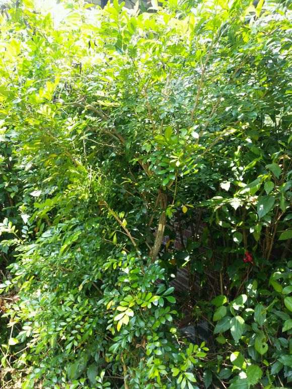 怎么高压九里香下山桩的5个方法 图片