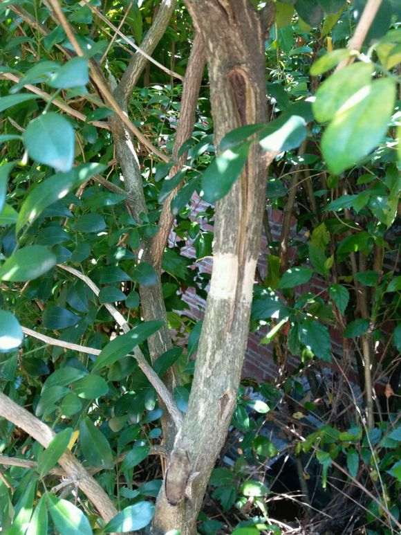 怎么高压九里香下山桩的5个方法 图片