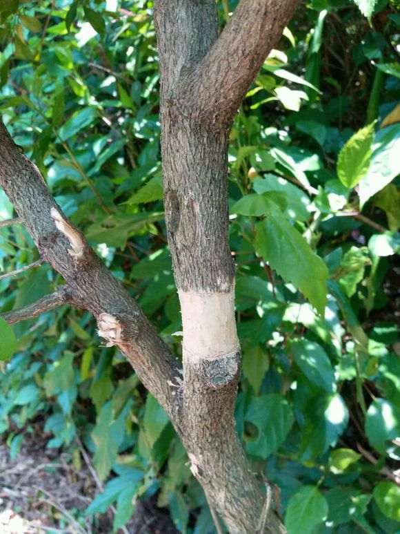 怎么高压九里香下山桩的5个方法 图片