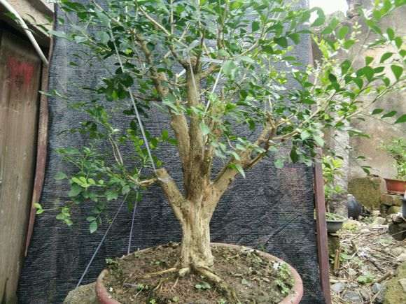 九里香下山桩上盆1年 怎么修剪 图片