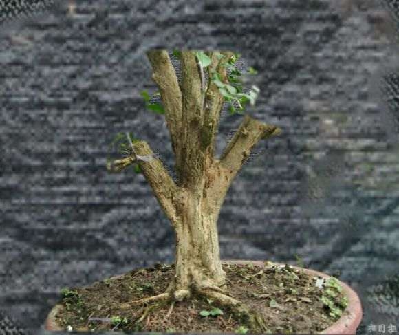 九里香下山桩上盆1年 怎么修剪 图片