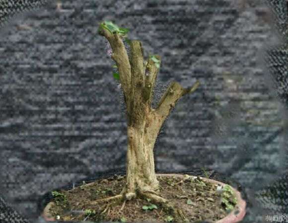 九里香下山桩上盆1年 怎么修剪 图片