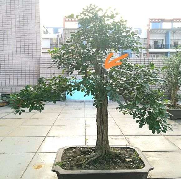 九里香下山桩切口过渡 怎么办 图片