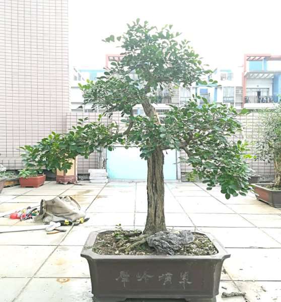 九里香下山桩切口过渡 怎么办 图片