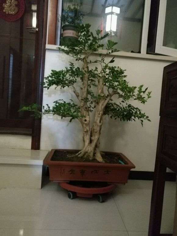 九里香下山桩生根发芽后要保湿吗 图片