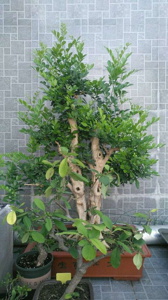 九里香下山桩落叶的原因是什么呢 图片