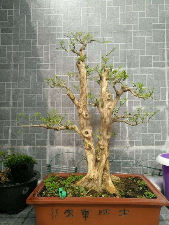 九里香下山桩落叶的原因是什么呢 图片