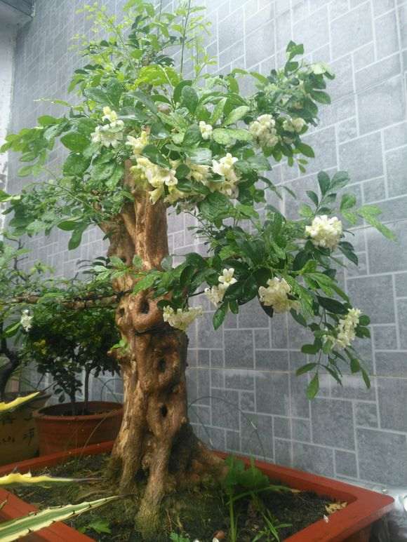 九里香下山桩落叶的原因是什么呢 图片