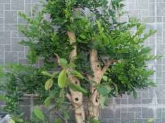 九里香下山桩落叶的原因是什么呢 图片