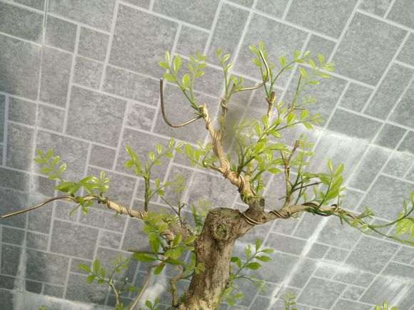 九里香下山桩一般移栽几年开花啊 图片