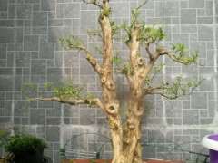 九里香下山桩一般移栽几年开花啊 图片