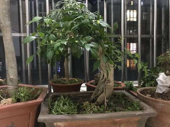 九里香下山桩花骨朵很长时间了 怎么办