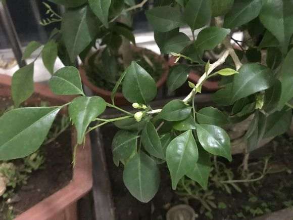 九里香下山桩花骨朵很长时间了 怎么办