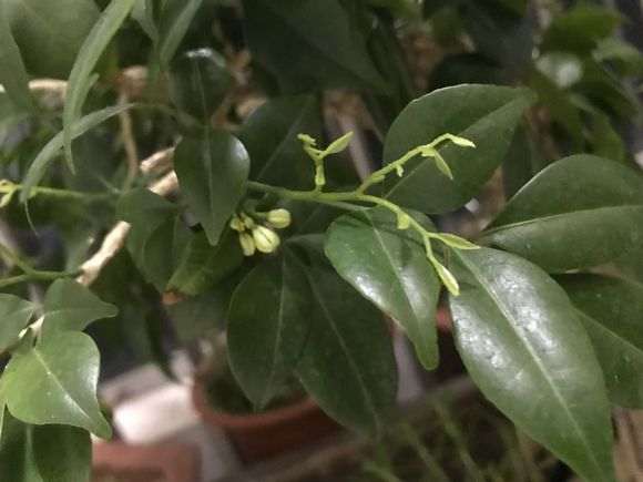 九里香下山桩花骨朵很长时间了 怎么办