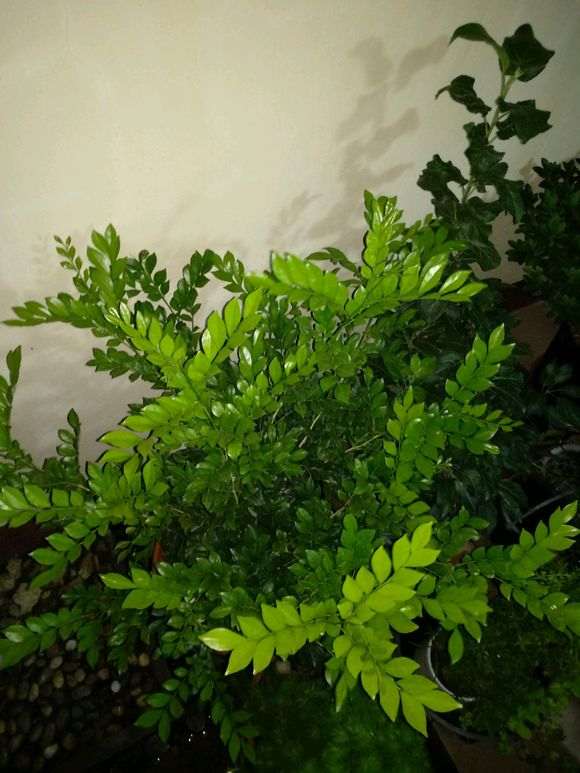 九里香下山桩枝叶徒长不开花 怎么办