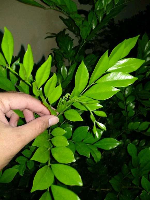 九里香下山桩枝叶徒长不开花 怎么办