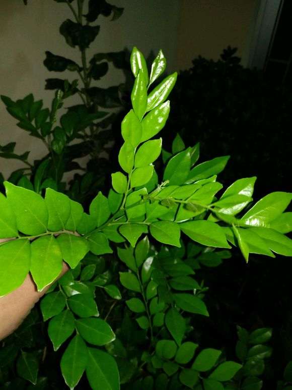 九里香下山桩枝叶徒长不开花 怎么办