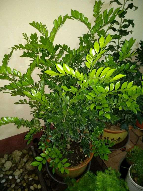 九里香下山桩枝叶徒长不开花 怎么办