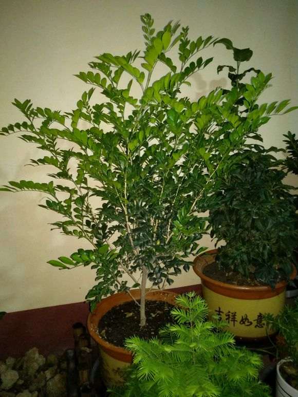 九里香下山桩枝叶徒长不开花 怎么办