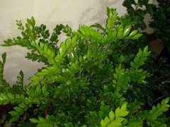 九里香下山桩枝叶徒长不开花 怎么办