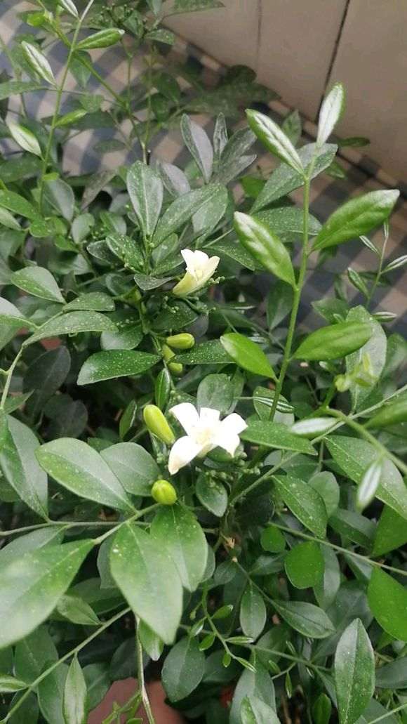 山东适合种九里香下山桩吗 图片