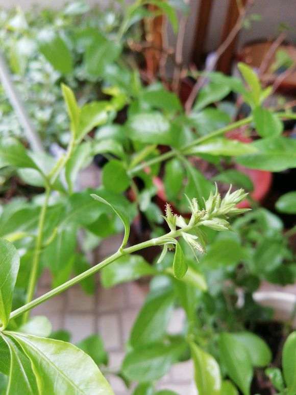 为什么九里香下山桩容易长虫子 图片