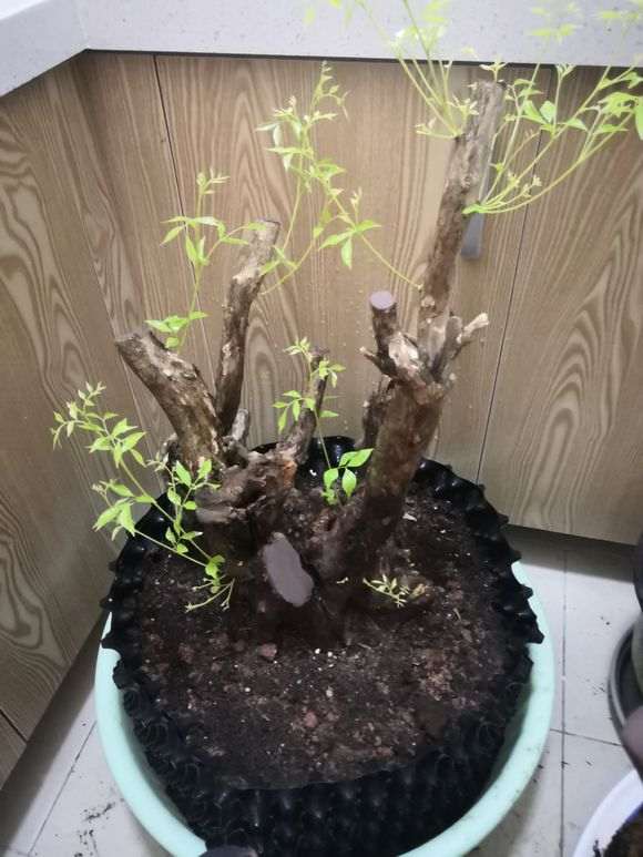 为什么九里香下山桩叶子比较大 图片