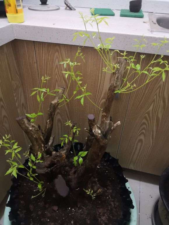 为什么九里香下山桩叶子比较大 图片