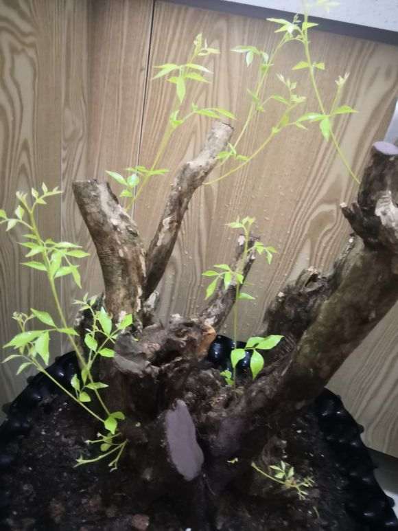 为什么九里香下山桩叶子比较大 图片