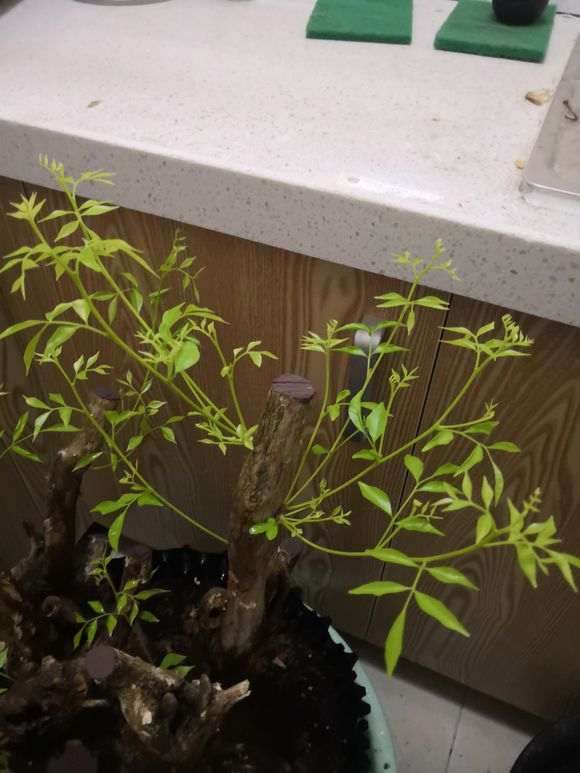 为什么九里香下山桩叶子比较大 图片