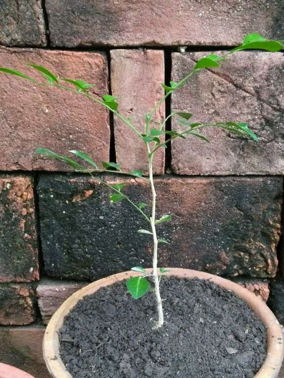 九里香下山桩怎么移植的方法 图片