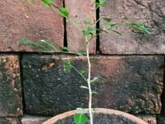 九里香下山桩怎么移植的方法 图片