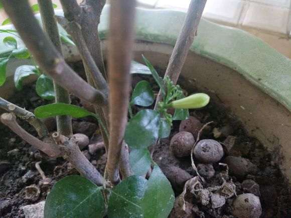 用种子种的九里香下山桩 怎么样 图片
