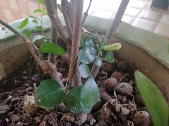 用种子种的九里香下山桩 怎么样 图片