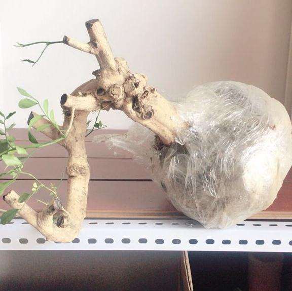 九里香下山桩如何上盆的方法 图片